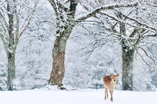 【大阪出發】奈良公園＆六甲山雪上樂園一日遊