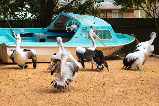 悉尼藍山與野生動物全日遊