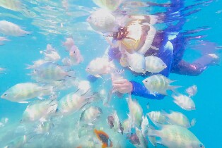 納帕林沙丁魚風暴、Hinagdanan 洞穴及帕米拉坎島之旅