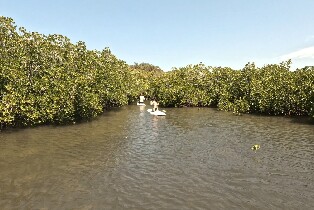努沙立式單槳衝浪和紅樹林隧道之旅 - 自助