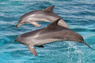 阿德萊德袋鼠島海洋野生動物園 & 浮潛體驗