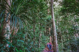 從凱恩斯出發：熱帶雨林與夜間野生動物導覽一日遊