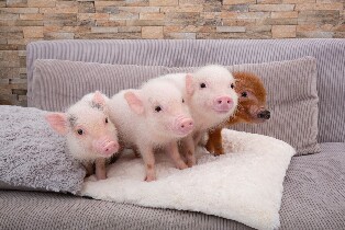 東京目黑Micro Pig Cafe體驗