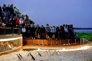 菲利普島全日私人企鵝歸巢之旅