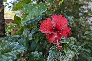 熱帶花園一日遊：享用內陸美食及觀光