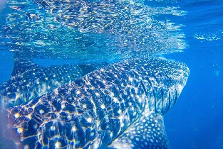 在奧斯洛布與鯨鯊一同水肺潛水