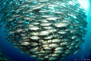 莫阿爾博阿爾5次深潛方案 （PADI五星級潛水中心）