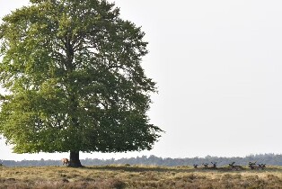 奧特洛霍格維陸威國家公園門票