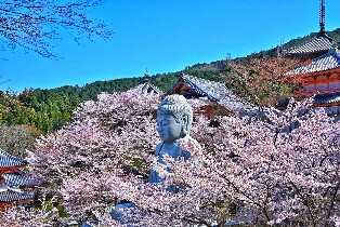日本櫻花大佛 & 吉野山之旅（含草莓採摘）