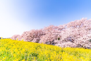 日本伊豆櫻花 + 三島天空步道 + 東京草莓採摘一日遊