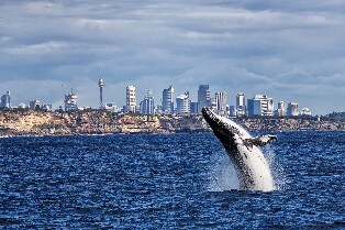 悉尼賞鯨遊船之旅（包早餐或午餐）