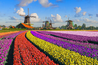 從阿姆斯特丹出發，前往贊瑟斯漢斯、海牙和鹿特丹的一日遊