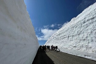 藏王雪牆＆櫻花一日遊巴士之旅