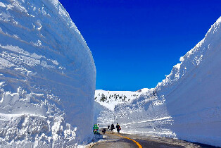 【仙臺出發】藏王雪牆＆賞櫻一日遊