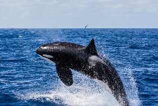布雷默峽谷賞鯨之旅