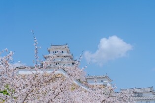 【大阪出發】姬路城賞櫻＆草莓採摘之旅