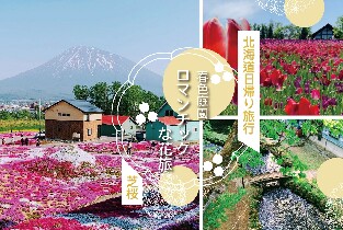 【札幌出發】北海道芝櫻&鬱金香賞花一日遊