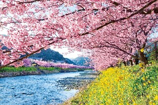 【 東京出發】伊豆河津櫻＆伊豆全景公園＆草莓吃到飽一日遊