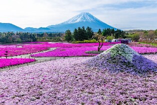 【新宿出發】富士山芝櫻與採草莓之旅