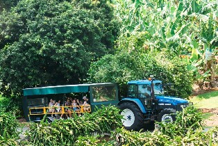 黃金海岸熱帶水果世界與拜倫灣一日遊