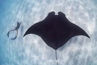 寧格魯礁潛水體驗（遇見蝠鱝）