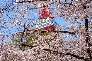 【東京賞櫻】飛鳥山公園&六義園&增上寺芝公園一日遊