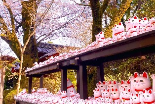 櫻花 + 豪德寺貓咪神社 + 新宿貓咪咖啡館 + 3D貓咪之旅