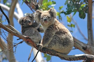 希爾斯維爾野生動物保護區 & 菲利普島野生動物園導覽一日遊