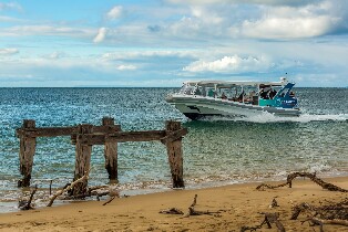 1.5小時觀景野生動物探險之旅