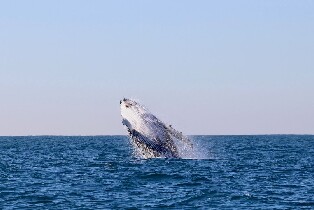 紐卡索賞鯨巡遊