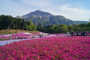 秩父芝櫻祭＆長瀞櫻花祭一日遊