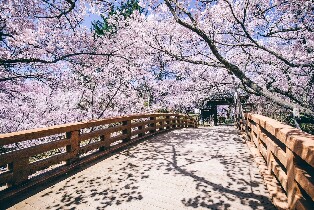 高遠城址公園櫻花祭＆犬山城之旅