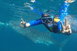 宿霧出發|奧斯洛布鯨鯊共乘一日遊