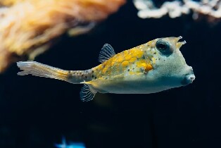 裏昂水族館 (Aquarium of Lyon) 門票