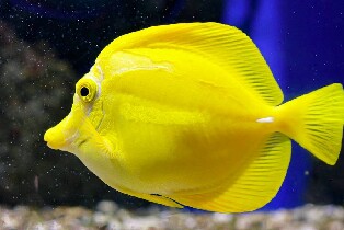 巴黎水族館 (Oniria Aquarium) 門票