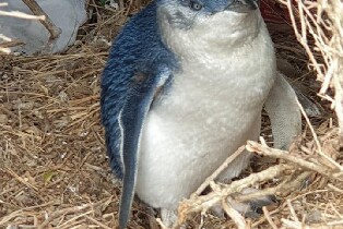 墨爾本：菲利普島企鵝歸巢與野生動物私人導覽