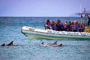 阿得雷德袋鼠島海洋野生動物之旅