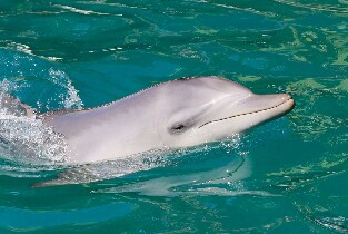 史蒂芬斯港賞海豚遊船體驗