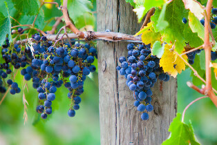 亞拉河谷景觀遊覽（含午餐 & 巧克力 & 品酒）