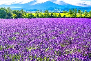 【札幌出發】富良野＆美瑛青池＆四季彩之丘一日遊