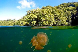 帛琉｜洛克群島浮潛一日遊｜東線-水母湖路線