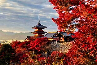 大阪市區/京都/奈良/宇治/神戶包車一日遊
