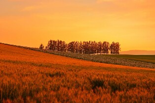 札幌市區/富良野/洞爺湖/小樽包車一日遊