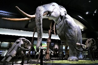 滋賀縣立琵琶湖博物館門票