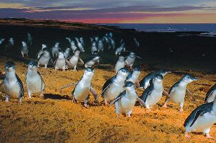 菲利普島私人一日遊
