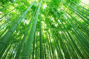 京都嵯峨野竹林 + 嵐山半日導覽徒步之旅