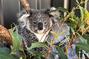 史蒂芬斯港，包括海豚巡遊、午餐、無尾熊、滑沙