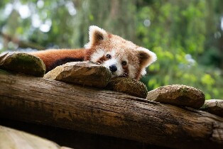 昂內維爾動物園快速通道門票