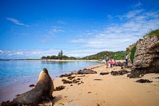 羅金厄姆海豚、海獅與企鵝島巡遊