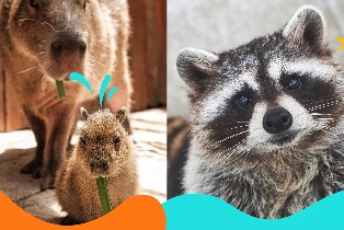 大叻 ZooDoo動物園門票